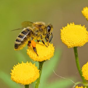 Feeding