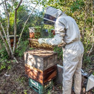 Hive Accessories