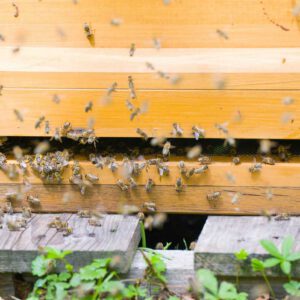 Wooden Hives