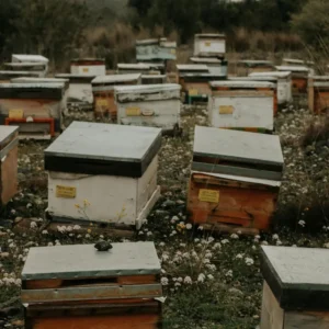 Commercial Hive